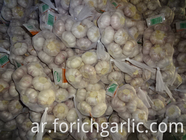 Fresh Normal Garlic Size 5 0